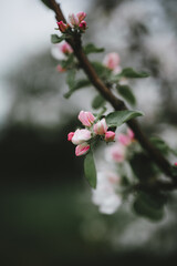 flowering branch of apple tree with pink buds