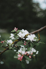 flowering branch of apple tree with pink buds