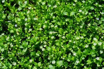 green leaves background