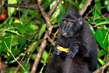Macaque, Celebes Crested Macaque, Crested Black Macaque, Macaca nigra, Tangkoko Nature Reserve, North Sulawesi, Indonesia, Asia