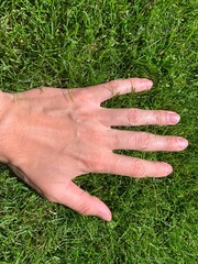 Closeup man's hand inspecting green grass lawn, healthy tall fescue,  thick grass, caring for your lawn, green grass for physical therapy. Relax and freedom. Unity with nature. Photo background
