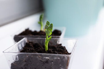 Seedlings grow from arid soil when the morning sun shines