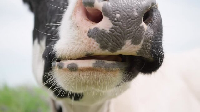 Close-up of Chewing Cow.Nose and Jaw Cows Close-up. Black and White Dairy Cow Chewing Cud in Meadow. Cattle in Pasture,4k