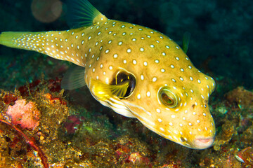 Stars-and-Stripes Pufferfish, Arothron hispidus, Lembeh, North Sulawesi, Indonesia, Asia