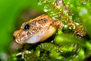 Tropical Frog, Craugastor noblei, Tropical Rainforest, Costa Rica, Central America, America
