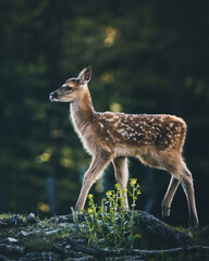 Baby Deer Bambi in the Forest during Summer