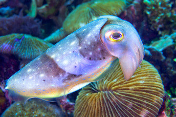 Cuttlefish, Sepia sp., Coral Reef, Lembeh, North Sulawesi, Indonesia, Asia