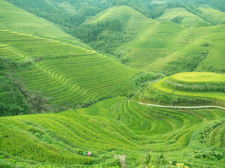 自然　桂林　中国　オリエンタル　棚田　登山　山