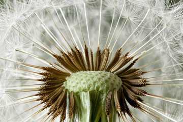 Inside a dandelion seed head macro