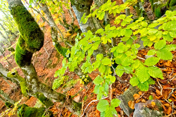 Obraz premium Hayedo de la Pedrosa Beech Forest, Sierra de Ayllon, Segovia, Castile and Leon, Spain, Europe