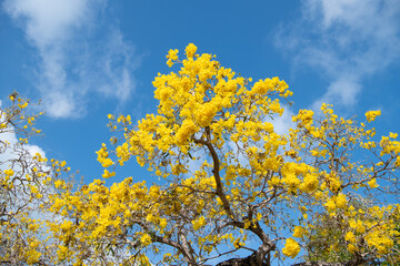 Yellow tabebuia tree top flowers blossoming on blue sky, blossom