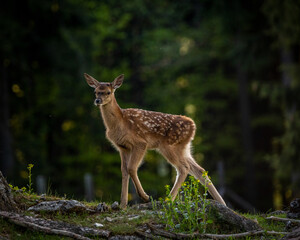 Naklejka na ściany i meble Baby Deer Bambi in the Forest during Summer