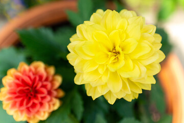 Blooming dahlia in a garden pot on the street.