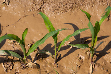 Young corn seedlings in the mud