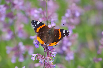 Schmetterling, Admiral, auf blühender Katzenminze.