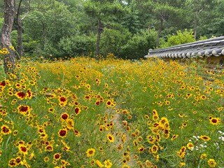 Obraz premium 들꽃이 피어있는 넓은 들판