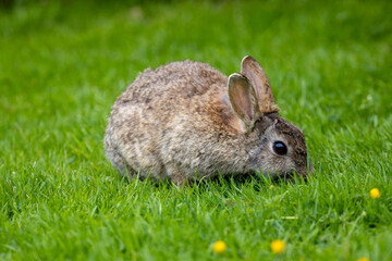 Wild Rabbit in the yorkshire Dales