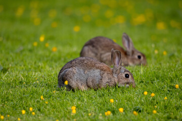 Wild Rabbit in the yorkshire Dales