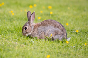 Wild Rabbit in the yorkshire Dales