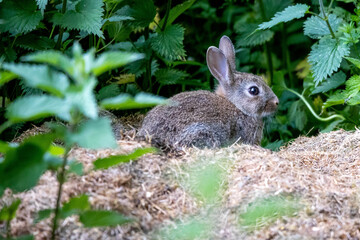 Wild Rabbit in the yorkshire Dales