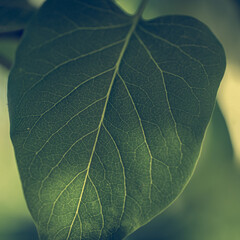 Green lilac leaf on natural background.