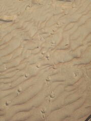Sand on the beach. Bird paw prints. Texture