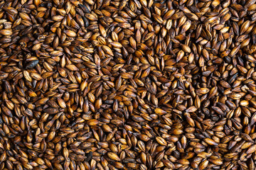 Chocolate malt grains, close-up. Dark malted barley for brewers . Craft beer, ale or lager  brewing...