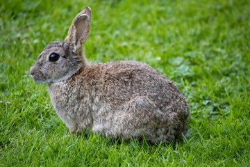 Wild Rabbit in the yorkshire Dales