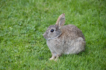 Wild Rabbit in the yorkshire Dales