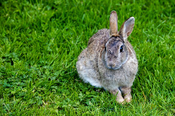 Wild Rabbit in the yorkshire Dales