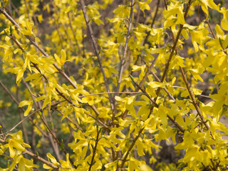 春の日　黄色　花　電車　花　桜