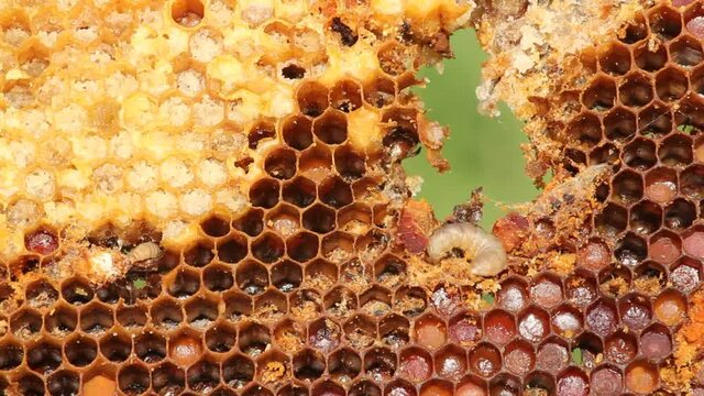 The wax moth is a parasite of bees.
The wax moth multiplies rapidly. Its larvae eat wax, pollen, bee bread and honey.
Used in alternative medicine.