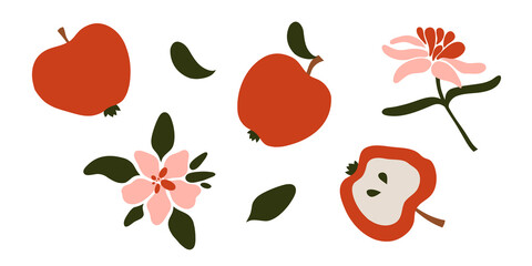 Collection of apple fruits and flowers of apple trees, leaves. Vector illustration. 