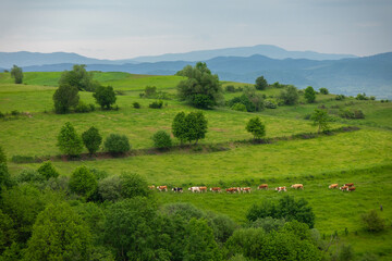 Specific rural landscape in Transylvania (Romania)	