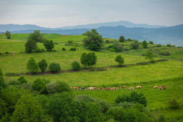 Fototapeta na wymiar Specific rural landscape in Transylvania (Romania) 
