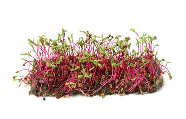 young green beetroot sprouts on white isolated background, microgreen for salad
