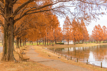 メタセコイア並木　川越水上公園