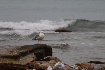 seagull on the beach