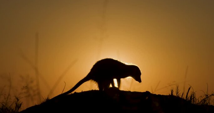 Funny cute animals. Close-up silhouette portrait of a meerkat suricate digging on top of its burrow at sunset