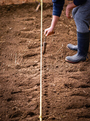 Farming Bed Divided by Yellow Rope. Person Using Metal Seed Planter or Seed Hole Maker on Soil Bed for Farming. Agriculture Activity Image with Space for Text and Design.