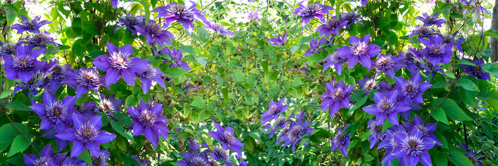 Banner of blue and purple clematis as background. Blue clematis climbs a support against a...