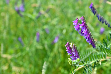 Zottige Wicke (Vicia villosa) in grünem Umfeld