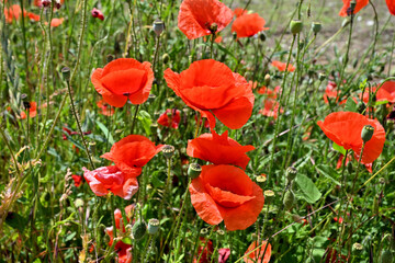 Obraz premium Klatschmohn (Papaver rhoeas)