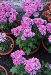 Beautiful Crysanths flower plants selling in the nursery shop. Many planters with bloomed flower plants placed in the ground.