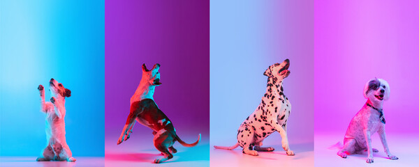 Art collage made of funny dogs different breeds on multicolored studio background in neon light....