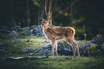 Baby Deer Bambi in the Forest during Summer