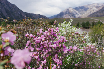 Blooming rhododendron flowers in Altai mountains. Beautiful Spring mountain landscape