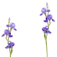 Obraz na płótnie Canvas Siberian iris, isolated on white background, Square frame