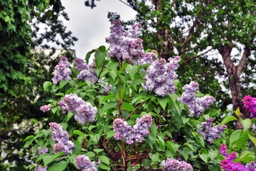 Obraz premium lilac flowers in the garden