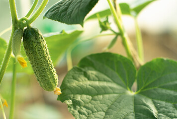 cucumbers in the garden